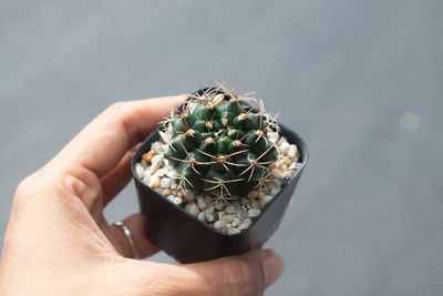 Close-up of person holding cactus