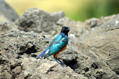 Close-up of bird perching on rock