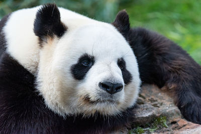 Close-up of animal head in zoo