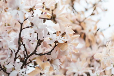 Close-up of white cherry blossom tree