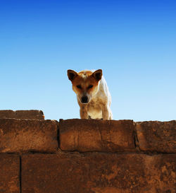 Portrait of a dog on the wall