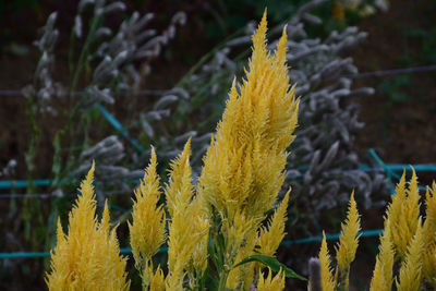 Close-up of yellow flowering plant on land