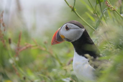 Close-up of a bird