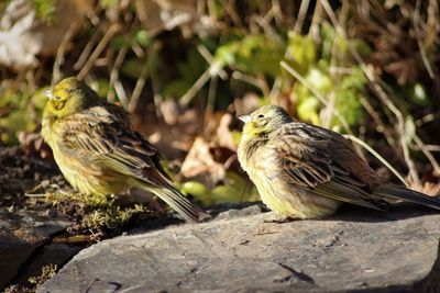 Close-up of bird perching outdoors