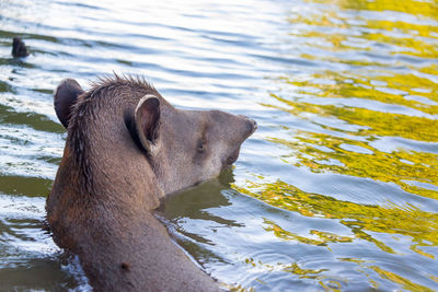 High angle view of south american tapir in lake at madidi national park