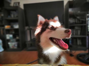 Close-up of a dog at home