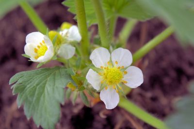 Close-up of flowers blooming outdoors