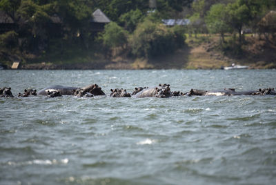 Hippos swimming in water