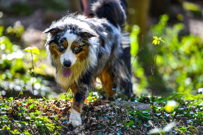 Portrait of dog on field