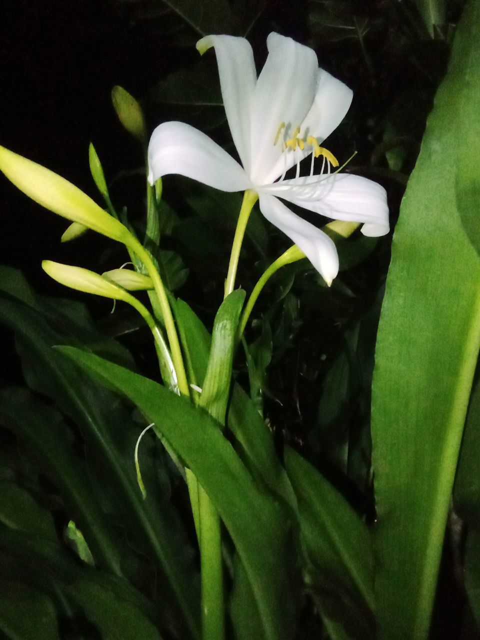 plant, flower, flowering plant, beauty in nature, freshness, growth, close-up, petal, green, nature, fragility, leaf, flower head, white, plant part, inflorescence, lily, no people, pollen, yellow, outdoors, botany, springtime, blossom, macro photography