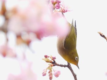 Close-up of bird perching on tree