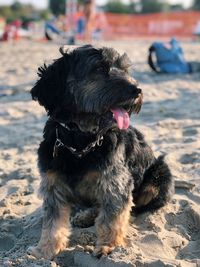 Close-up of dog looking away