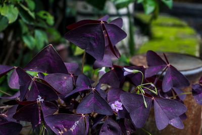 Close-up of purple flowering plant leaves