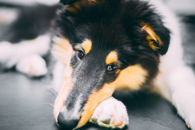 Close-up portrait of a dog