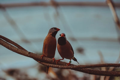 Close-up of birds perching on metal