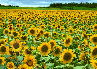 Close-up of yellow flowering plants on field