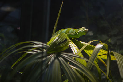 Close-up of chameleon on plant