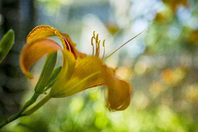 Close-up of day lily blooming outdoors