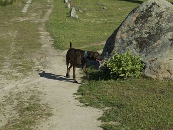 De paseo por el campo con mi perra