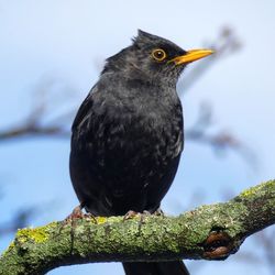 Close-up of bird perching on branch