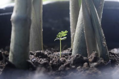 Close-up of small potted plant