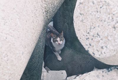 High angle portrait of cat