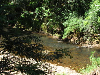 Scenic view of river amidst trees in forest