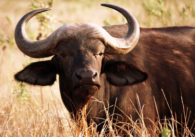 Buffalo in farm