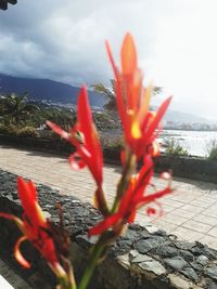 Close-up of red flowering plant against sky