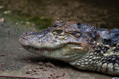 Close-up of crocodile