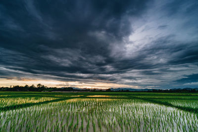 Scenic view of agricultural field against sky