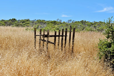 Wooden fence amidst golden crop by trees against clear sky