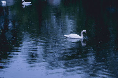 Swan swimming in lake