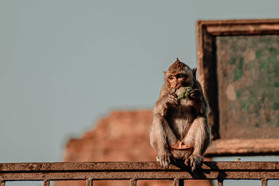 Monkey sitting in front of ancient pagoda architecture wat phra prang sam yot , lopburi, thailand. 