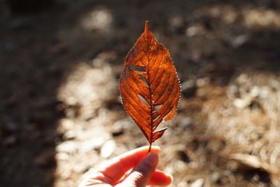 Close-up of hand holding autumn leaf