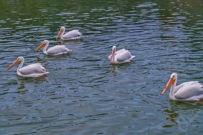 Swans swimming in lake