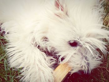 Close-up of white dog