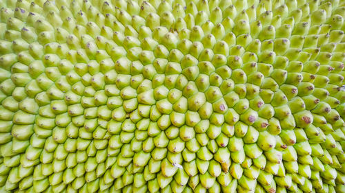 Full frame shot of jackfruit texture
