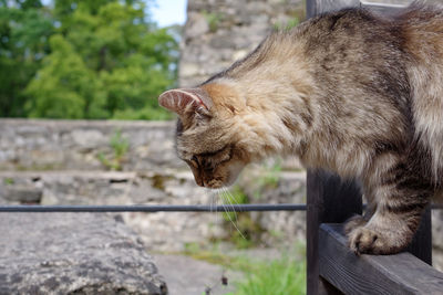 Close-up of a cat