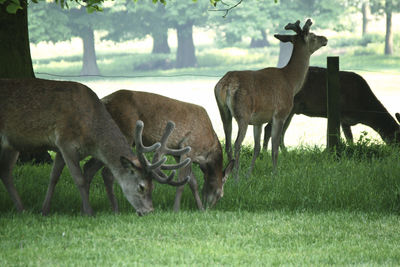 Deer grazing in a field