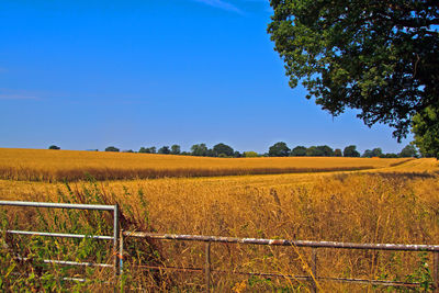 Scenic view of agricultural field against clear blue sky