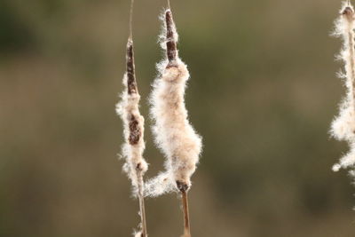 Close-up of a cattail