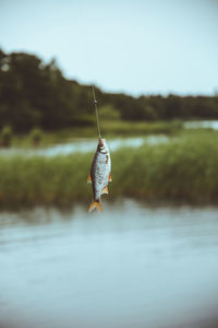 Dead fish hanging over lake