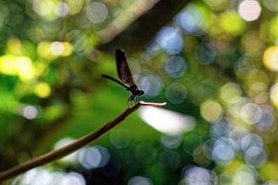 Close-up of dragonfly on branch 