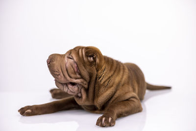 Close-up of a dog over white background