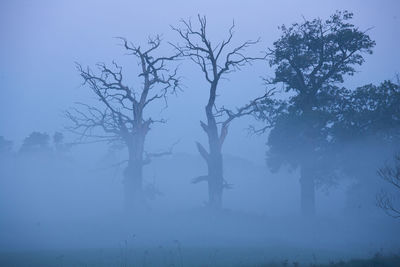 Bare trees on landscape against the sky