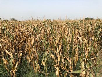 View of stalks in field against clear sky