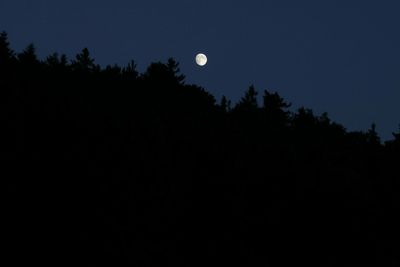 Low angle view of silhouette trees against clear sky at night