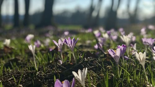 Close-up of purple crocus flowers on field