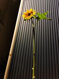 Low angle view of yellow flowering plant